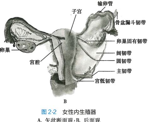 陰蒂|什么是阴蒂？阴蒂在性生活中起什么作用？